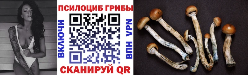 кракен зеркало  Тулун  Галлюциногенные грибы Psilocybe 